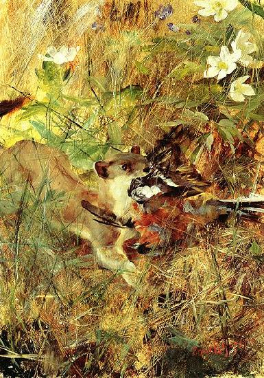 bruno liljefors Weasel with Chaffinch